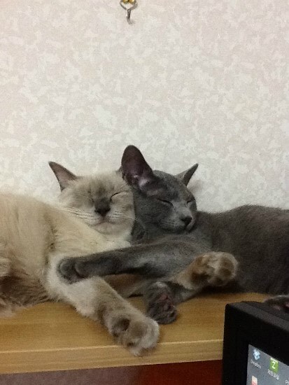 [오늘은 사랑이의 15살 생일입니다] (스압주)_44.jpg