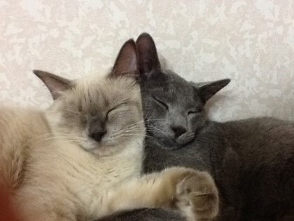 [오늘은 사랑이의 15살 생일입니다] (스압주)_45.jpg