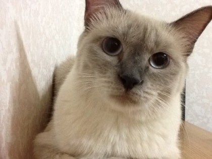 [오늘은 사랑이의 15살 생일입니다] (스압주)_46.jpg