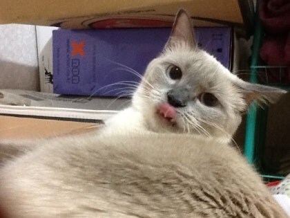 [오늘은 사랑이의 15살 생일입니다] (스압주)_49.jpg