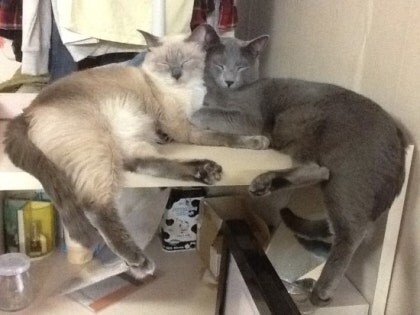 [오늘은 사랑이의 15살 생일입니다] (스압주)_60.jpg