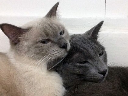 [오늘은 사랑이의 15살 생일입니다] (스압주)_66.jpg