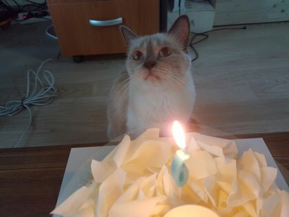 [오늘은 사랑이의 15살 생일입니다] (스압주)_73.jpg