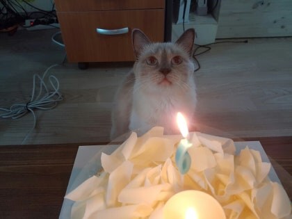 [오늘은 사랑이의 15살 생일입니다] (스압주)_74.jpg