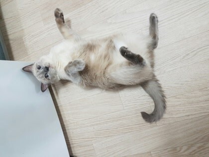 [오늘은 사랑이의 15살 생일입니다] (스압주)_75.jpg