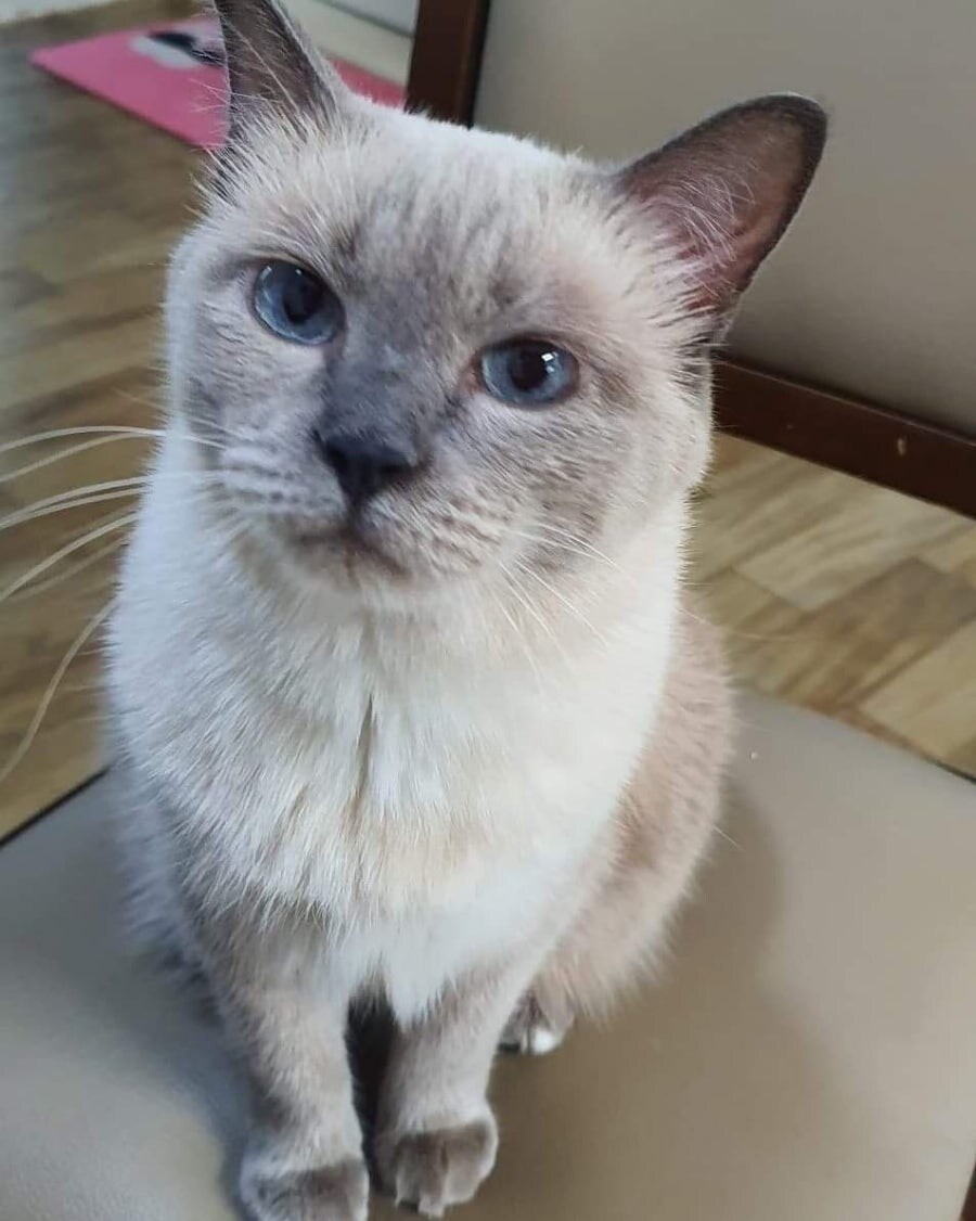 [오늘은 사랑이의 15살 생일입니다] (스압주)_76.jpg