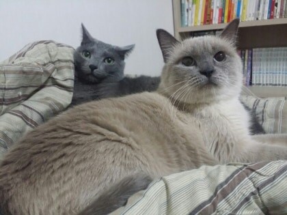 [오늘은 사랑이의 15살 생일입니다] (스압주)_92.jpg