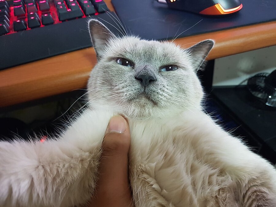 [오늘은 사랑이의 15살 생일입니다] (스압주)_93.jpg