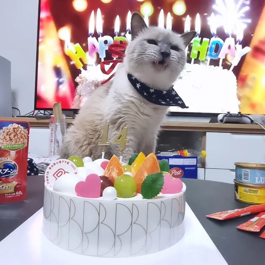 [오늘은 사랑이의 15살 생일입니다] (스압주)_96.jpg