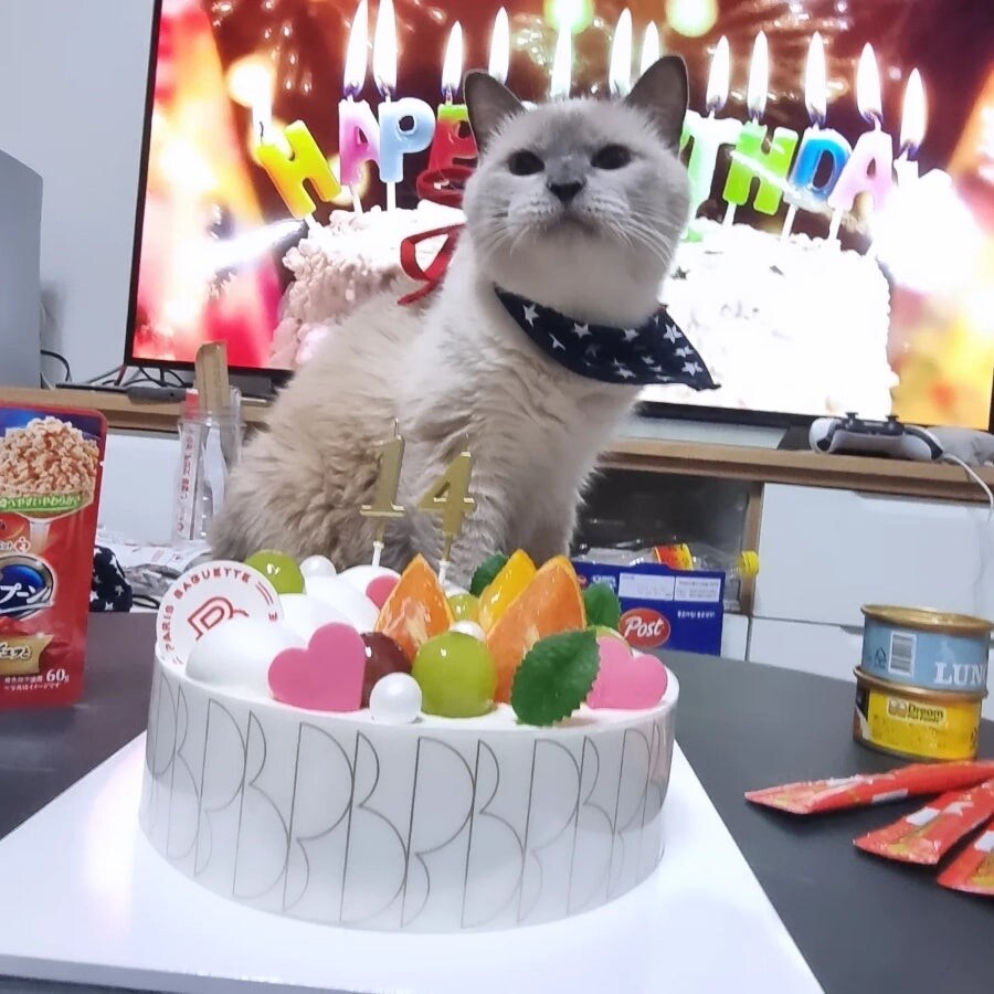 [오늘은 사랑이의 15살 생일입니다] (스압주)_100.jpg