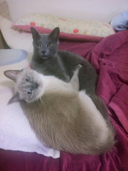 [오늘은 사랑이의 15살 생일입니다] (스압주)_109.jpg