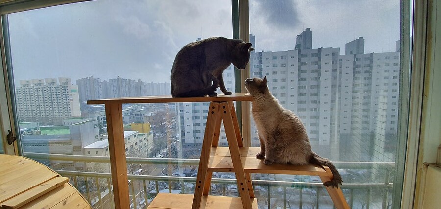 [오늘은 사랑이의 15살 생일입니다] (스압주)_110.jpg