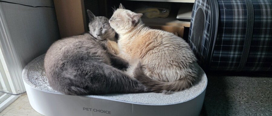 [오늘은 사랑이의 15살 생일입니다] (스압주)_112.jpg