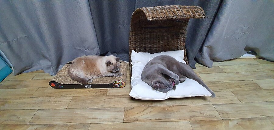 [오늘은 사랑이의 15살 생일입니다] (스압주)_88.jpg