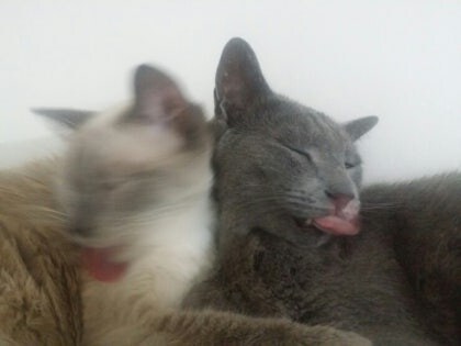 [오늘은 사랑이의 15살 생일입니다] (스압주)_68.jpg