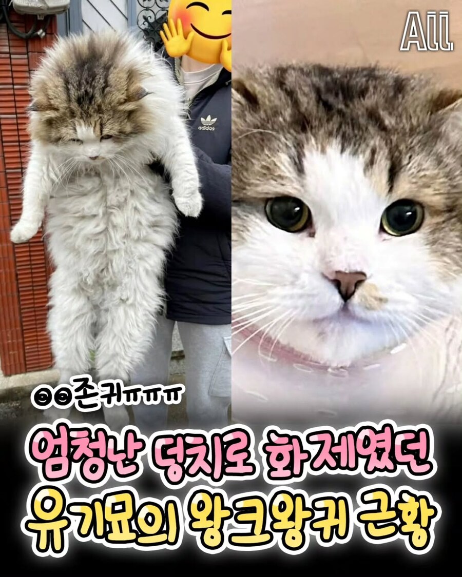 엄청난 덩치로 화제였떤 유기묘 근황.._1.jpg