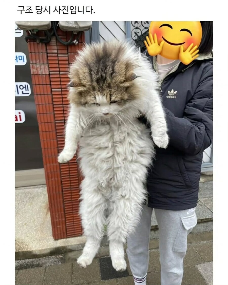 엄청난 덩치로 화제였떤 유기묘 근황.._2.jpg