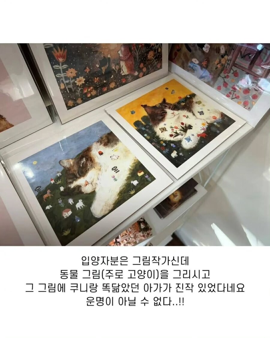 엄청난 덩치로 화제였떤 유기묘 근황.._12.jpg