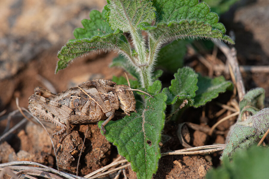 [곤충]국내 최초 불나방 증식 성공_7.jpg