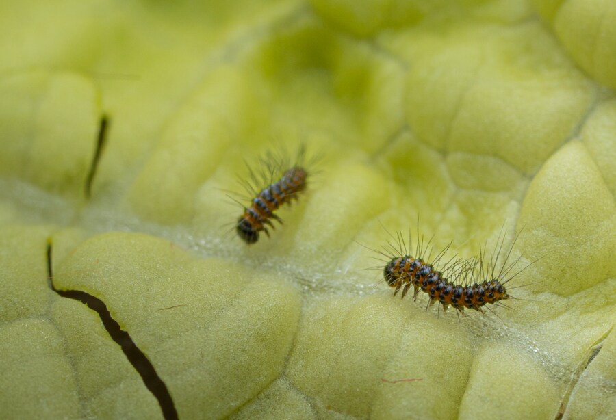 [곤충]국내 최초 불나방 증식 성공_17.png