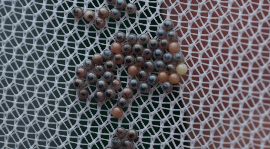 [곤충]국내 최초 불나방 증식 성공_16.png