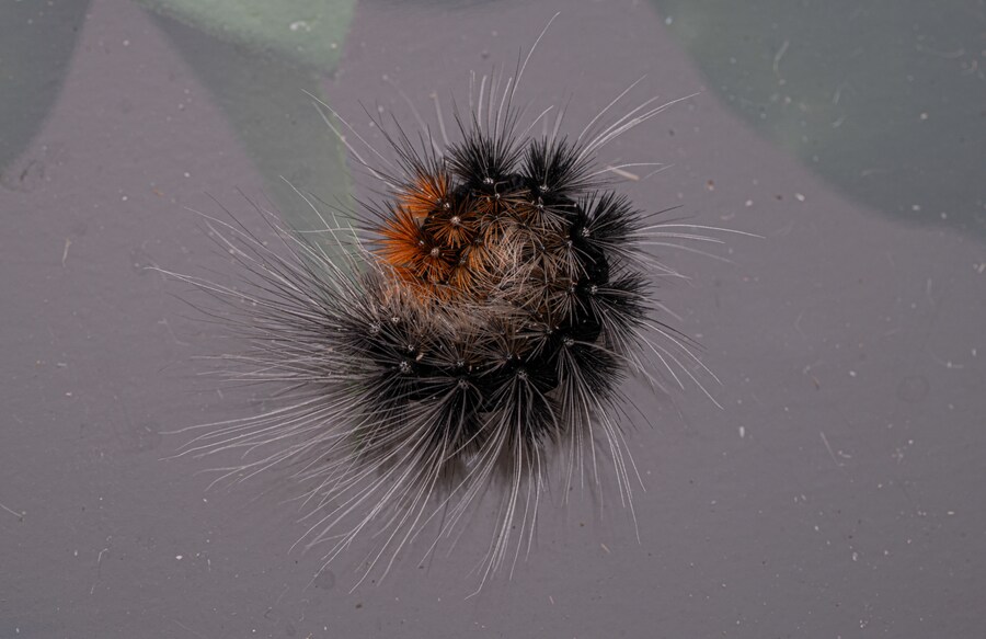 [곤충]국내 최초 불나방 증식 성공_19.png