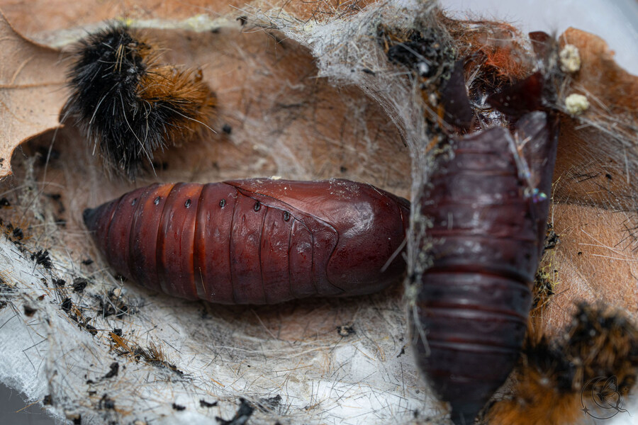 [곤충]국내 최초 불나방 증식 성공_21.jpg