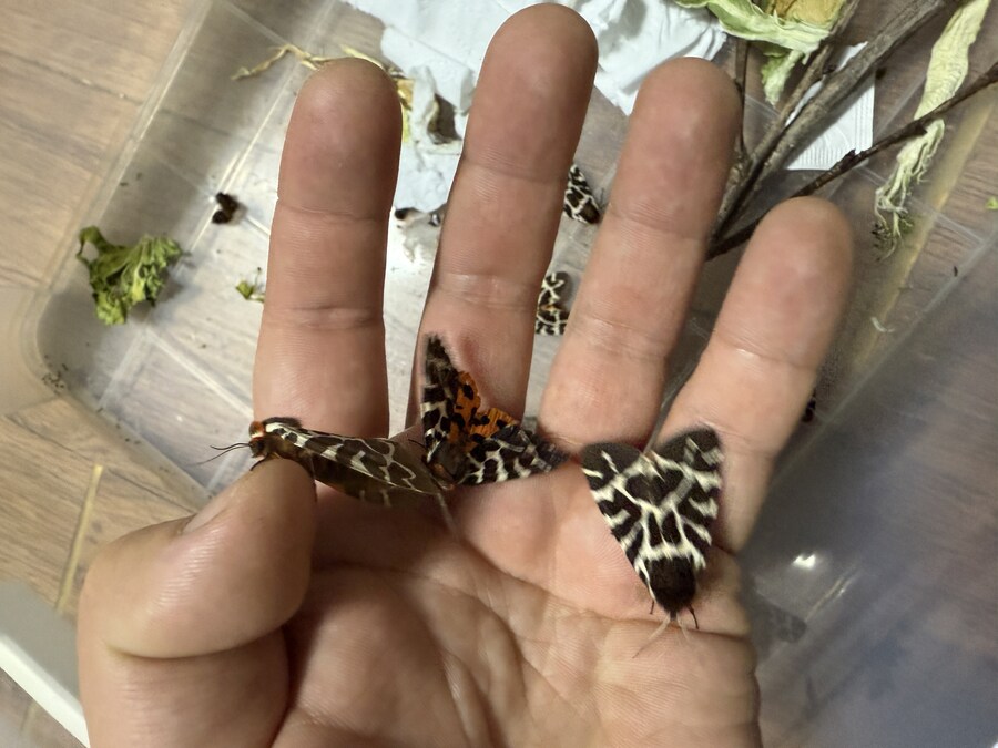 [곤충]국내 최초 불나방 증식 성공_28.jpg