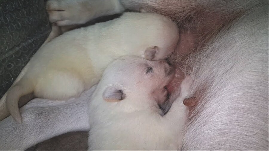 엄마개한테 예쁨받고싶다_2.jpg