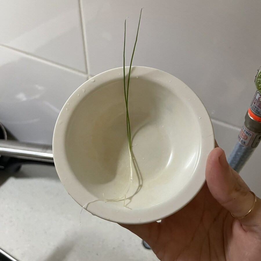 직접 기른 대파로 만들었다는 떡볶이 | 인스티즈