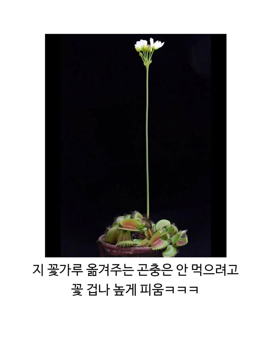 파리지옥 은근 어이없는 점_2.jpg