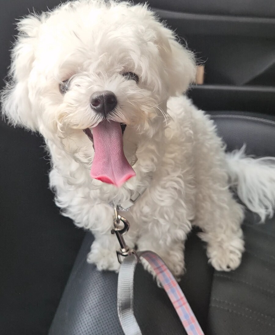 오오 반려동물 갤러리 처음입니다._1.jpg