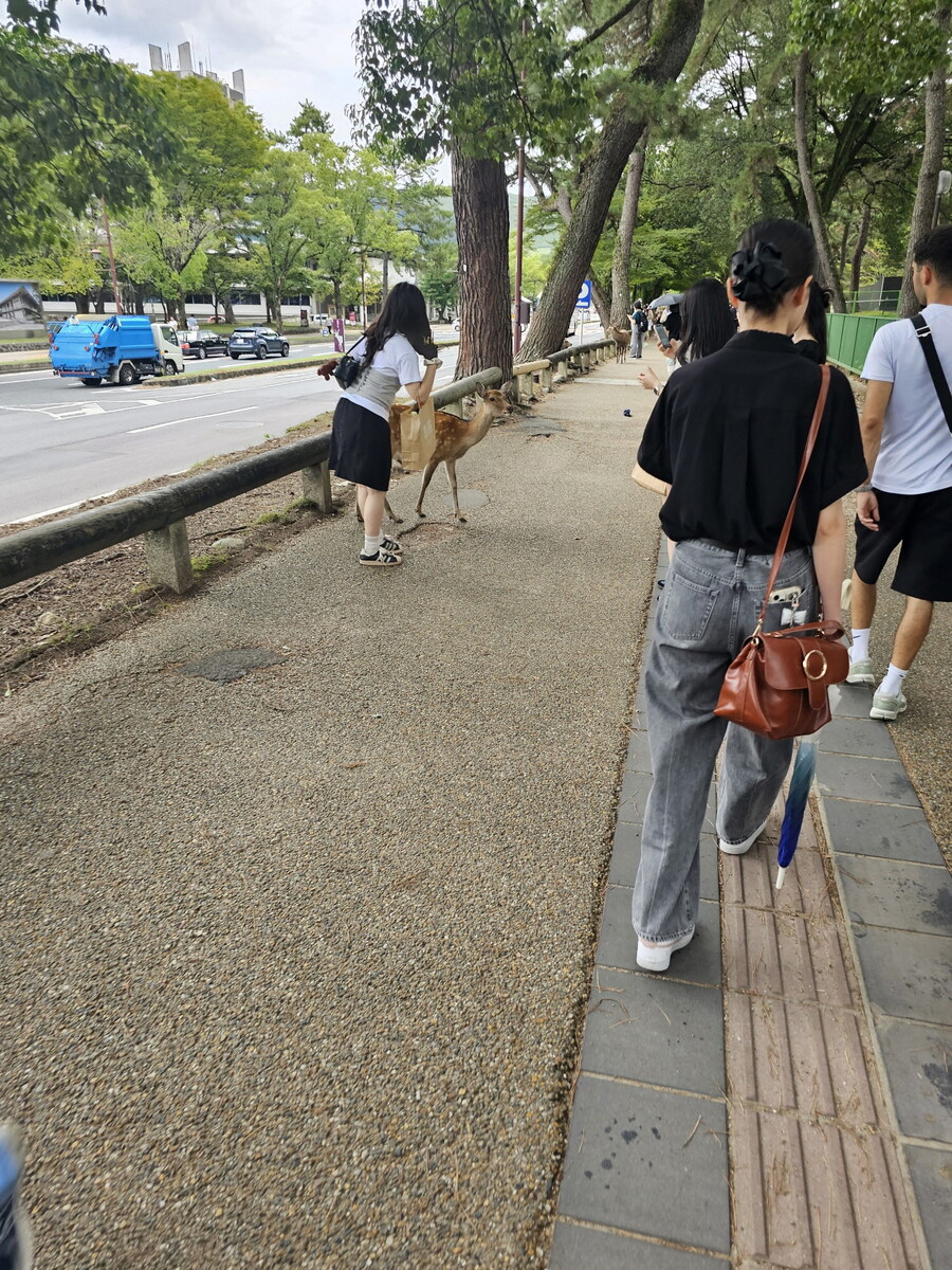 오사카-칸사이 부모님 모시고 효도 여행 1일차 - 도톤보리/나라공원/하루카스300_35.jpg