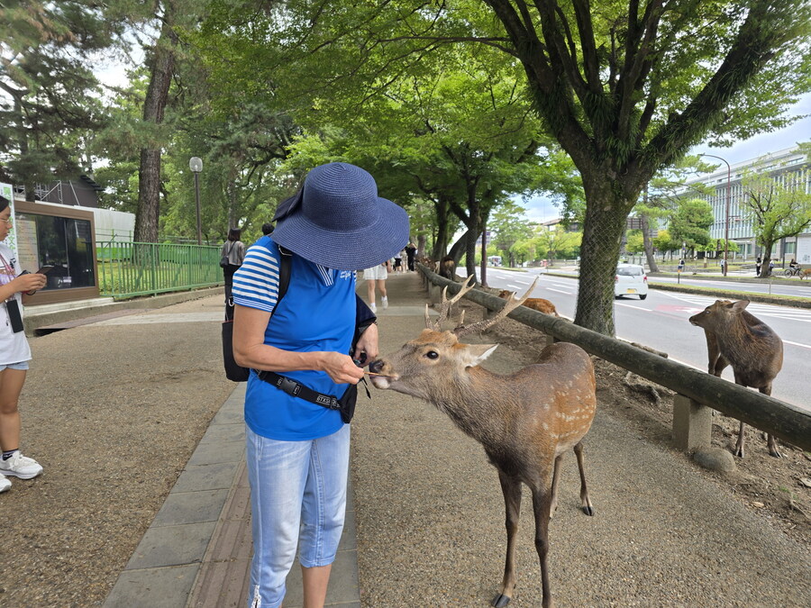 오사카-칸사이 부모님 모시고 효도 여행 1일차 - 도톤보리/나라공원/하루카스300_36.jpg