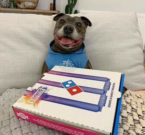 피자 받아서 신난 댕댕이.jpg_1.jpg