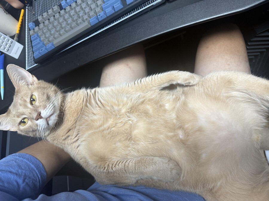고양이) 수술비만 천만원이래..._1.jpg