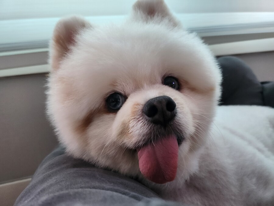 울집 똥개근황_4.jpg
