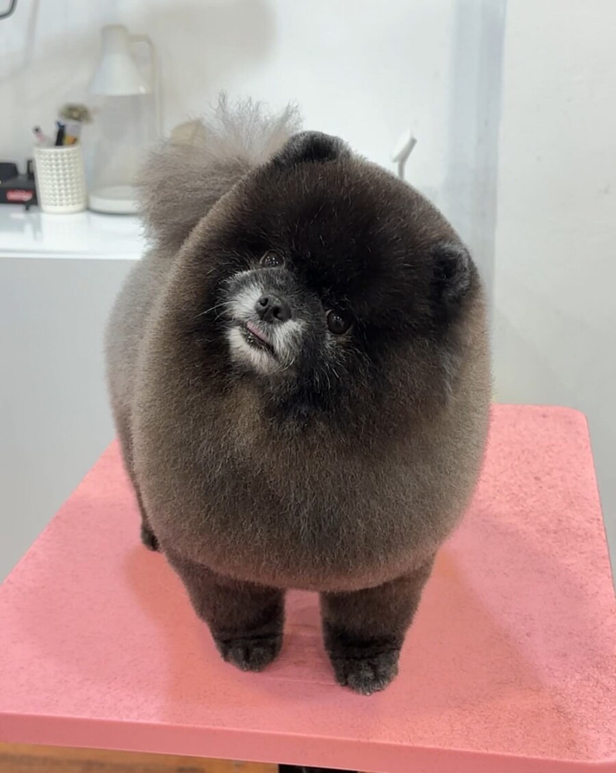 포메 곰돌이 컷 근황.gif_1.jpg