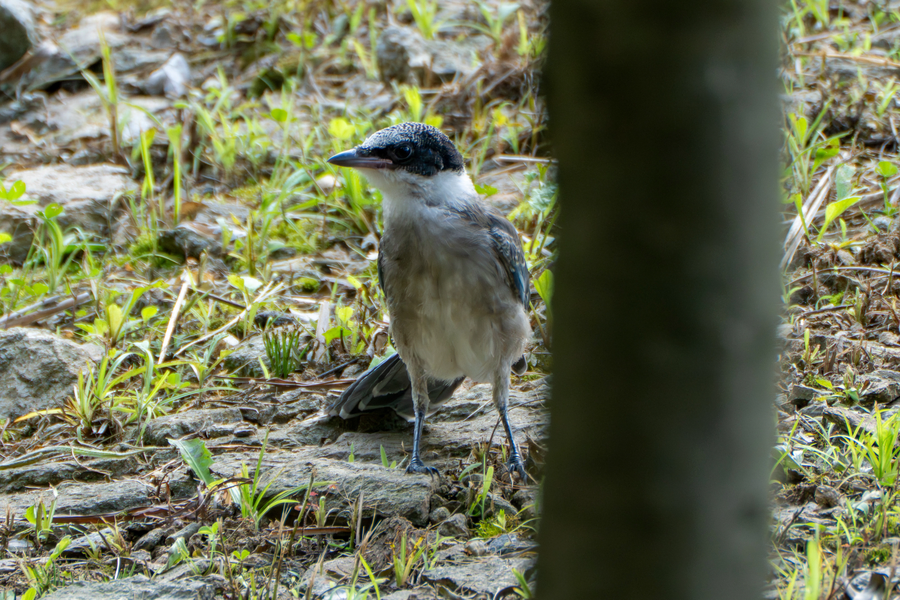 7월, 초막골생태공원과 왕송호수 탐조_2.webp