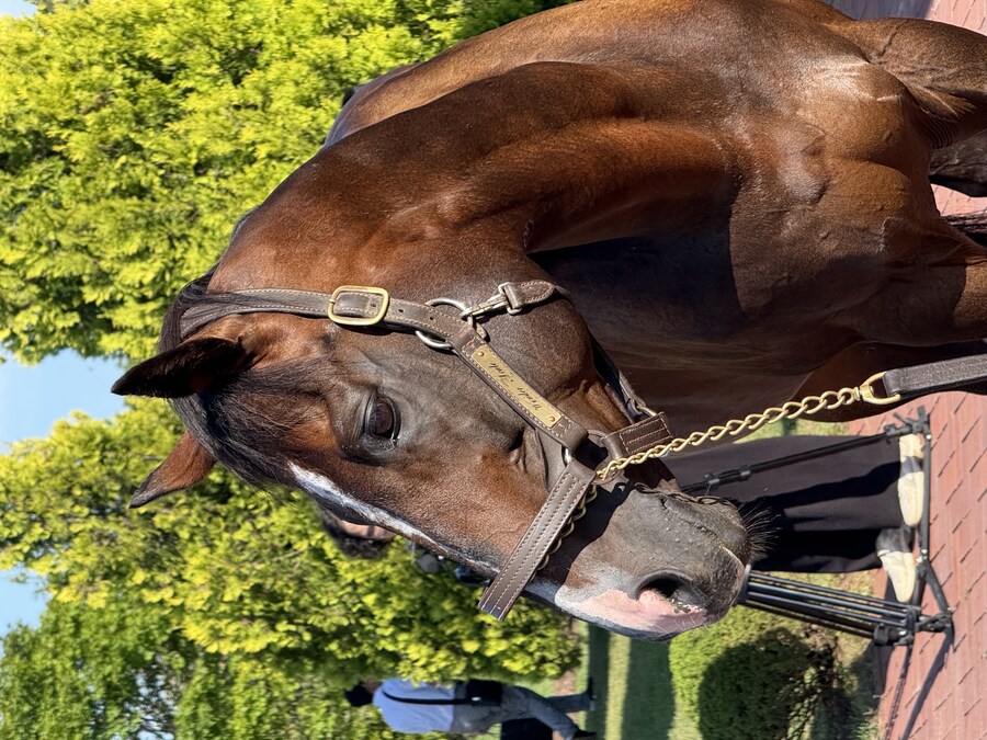 경마) / 말딸) 할무이를 더 가까이에서! 원더 어큐트 그리팅 후기_11.jpg