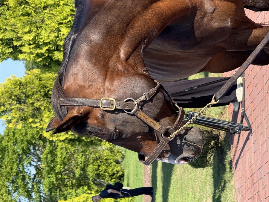 경마) / 말딸) 할무이를 더 가까이에서! 원더 어큐트 그리팅 후기_12.jpg