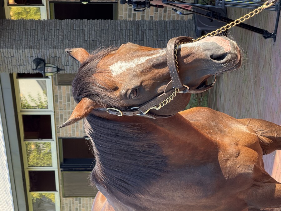 경마) / 말딸) 할무이를 더 가까이에서! 원더 어큐트 그리팅 후기_13.jpg