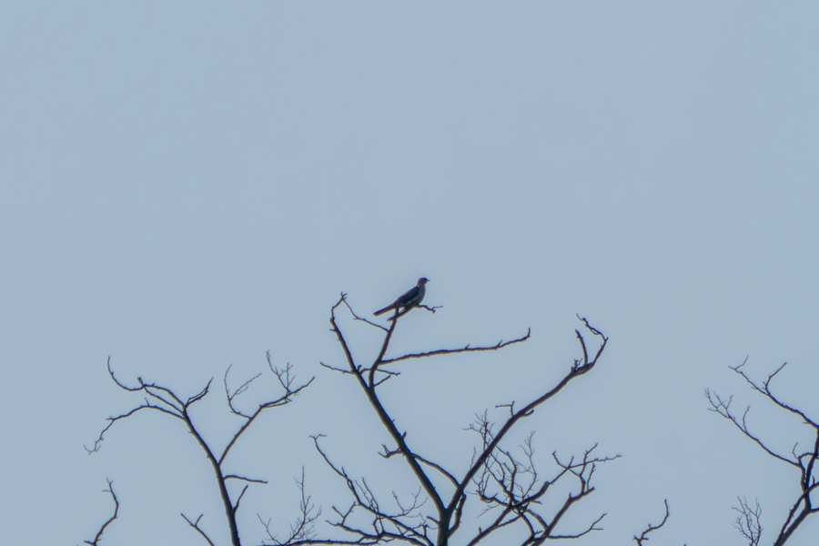 7월, 초막골생태공원과 왕송호수 탐조_15.webp