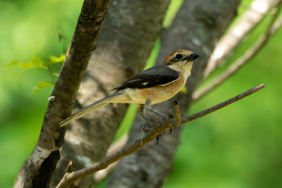 7월, 초막골생태공원과 왕송호수 탐조_16.webp