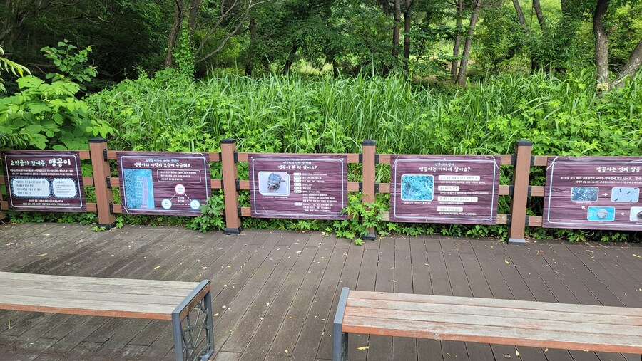 7월, 초막골생태공원과 왕송호수 탐조_19.jpg