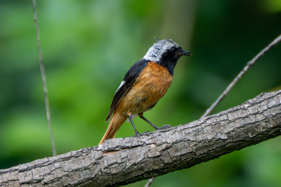 7월, 초막골생태공원과 왕송호수 탐조_21.webp