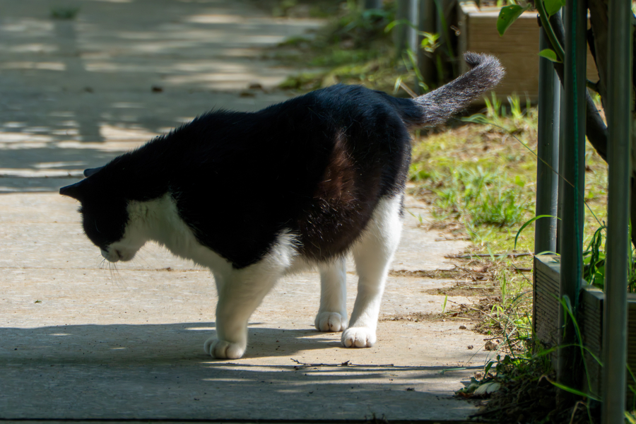 7월, 초막골생태공원과 왕송호수 탐조_23.webp