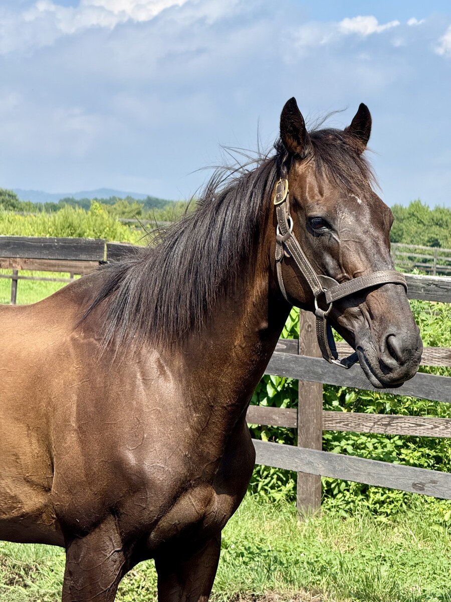 경마) / 말딸) 할무이를 더 가까이에서! 원더 어큐트 그리팅 후기_8.jpg