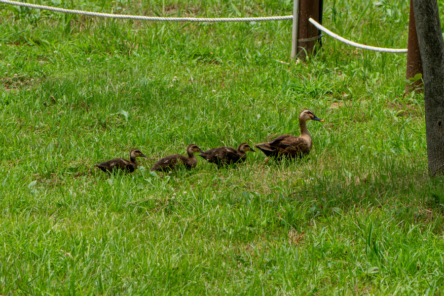 7월, 초막골생태공원과 왕송호수 탐조_29.webp