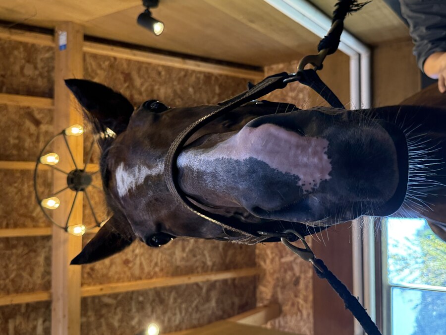 경마) / 말딸) 할무이를 더 가까이에서! 원더 어큐트 그리팅 후기_20.jpg